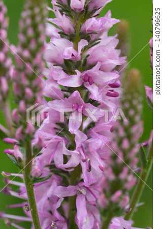 Closeup on a soft pink flowering Spiked speedwell flower, Veronica spicata Closeup on a soft pink flowering Spiked speedwell flower, Veronica spicata 140796625