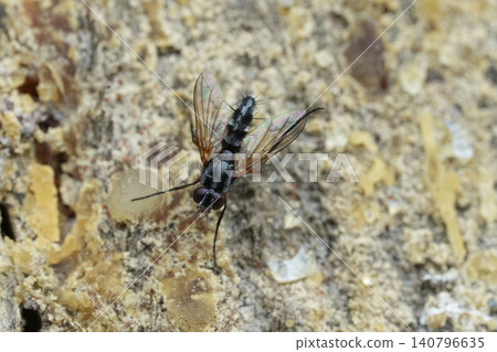Detailed closeup on a small red-bellied Tachinid fly, Mintho rufiventris sitting on bark of a tree Detailed closeup on a small red-bellied Tachinid fly, Mintho rufiventris sitting on bark of a tree 140796635