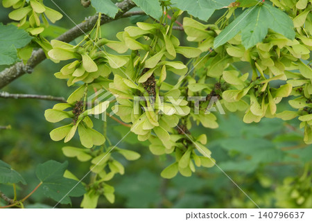 Abundant green Acer pseudoplatanus samara wings on a tree branch, showcasing fresh growth and nature's cycle in bright light Abundant green Acer pseudoplatanus samara wings on a tree branch, showcasing fresh growth and nature's cycle in bright light 140796637