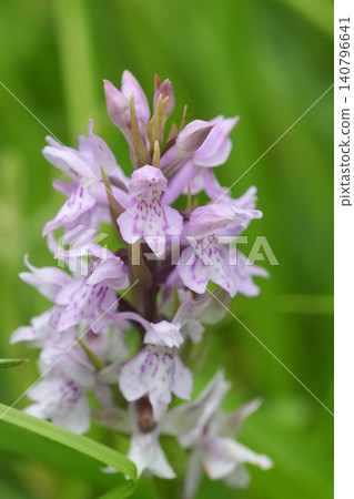 Closeup on the light pink flowering Common spotted orchid, Dactylorhiza fuchsii in a meadow Closeup on the light pink flowering Common spotted orchid, Dactylorhiza fuchsii in a meadow 140796641