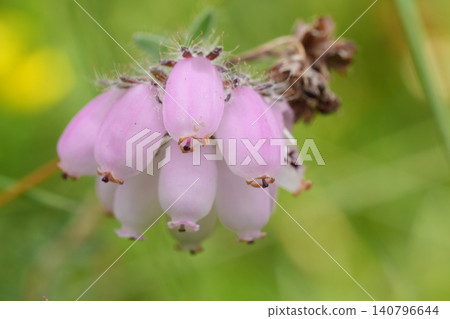 Closeup on the light pink flowers of the cross-leaved heath, Erica tetralix Closeup on the light pink flowers of the cross-leaved heath, Erica tetralix 140796644