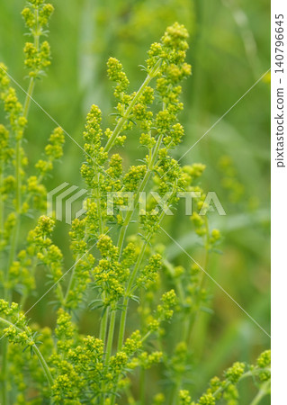 Vertical closeup on a yellow flowering Lady's Bedstraw, Galium verum in a meadow Vertical closeup on a yellow flowering Lady's Bedstraw, Galium verum in a meadow 140796645
