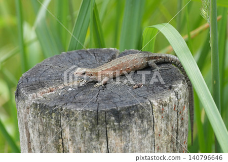 Closeup on athe European live-bearing lizard, Zootoca vivipara sitting on top of a pole Closeup on athe European live-bearing lizard, Zootoca vivipara sitting on top of a pole 140796646
