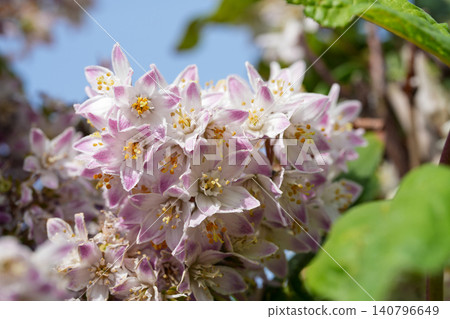 Closeup on a rich flowering deciduous flowering Deutzia shrub flowers Closeup on a rich flowering deciduous flowering Deutzia shrub flowers 140796649