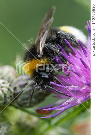 Closeup on a vibrant fluffy Vestal cuckoo bumblebee , Bombus vestalis feeding on a purple thistle flower Closeup on a vibrant fluffy Vestal cuckoo bumblebee , Bombus vestalis feeding on a purple thistle flower 140796650