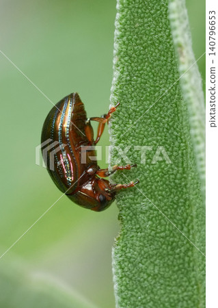 Close-up of a tiny, iridescent Rosemary beetle, Chrysolina americana, perched vertically on the edge of a vibrant green leaf 140796653
