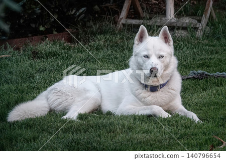 White purebred Siberian husky dog gaze with bright blue eyes in grassy garden area, relaxed dog pose outdoors White purebred Siberian husky dog gaze with bright blue eyes in grassy garden area, relaxed dog pose outdoors 140796654