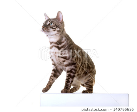 bengal cat in studio bengal cat in studio 140796656