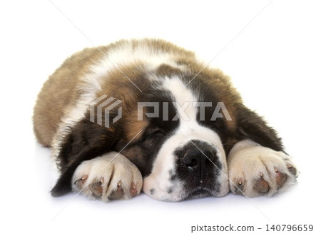 puppy saint bernard puppy saint bernard 140796659
