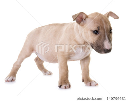 miniature bull terrier miniature bull terrier 140796681