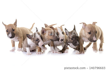 group of miniature bull terrier group of miniature bull terrier 140796683