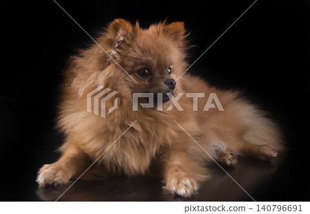 pomeranian in studio pomeranian in studio 140796691