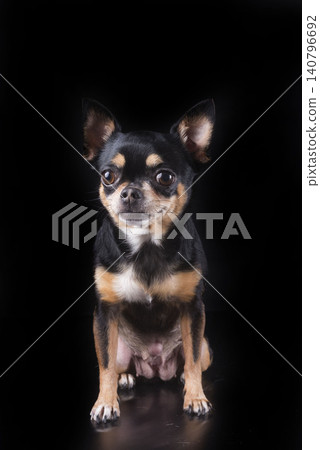 chihuahua in studio chihuahua in studio 140796692