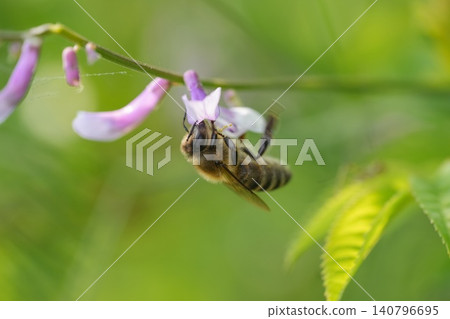 Honeybee extract nectar from delicate wild pea flowers in vibrant spring meadow, close-up macro view Honeybee extract nectar from delicate wild pea flowers in vibrant spring meadow, close-up macro view 140796695