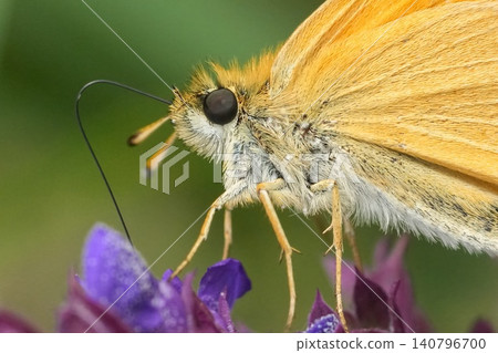 Extreme closeup on a small cute orange Essex or European skipper butterfly Thymelicus lineola hanging onto a blue Sage flower Extreme closeup on a small cute orange Essex or European skipper butterfly Thymelicus lineola hanging onto a blue Sage flower 140796700