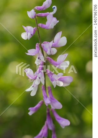Closeup on vibrant purple and white flowers blooming in lush greenery. Vicia dalmatica in North Bulgaria meadow 140796706