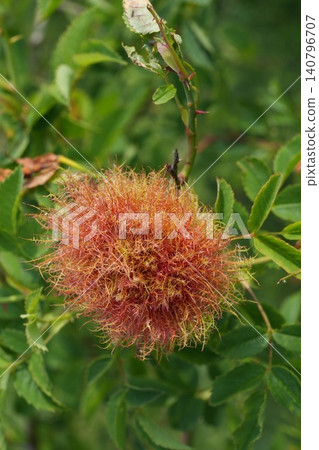 Closeup on a Robin's pincushion gall , made by the Diplolepis rosae wasp , in Northern Bulgarian mountains 140796707