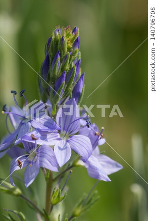 Closeup on the lightblue flowering Austrian speedwell, Veronica austriaca found in the North Bulgarian mountains Closeup on the lightblue flowering Austrian speedwell, Veronica austriaca found in the North Bulgarian mountains 140796708