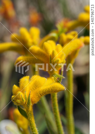 Vibrant Yellow Catspaw, Anigozanthos humilis Botanical Blooms Showcase Unique Texture and Bright Color in Natural Garden Light Vibrant Yellow Catspaw, Anigozanthos humilis Botanical Blooms Showcase Unique Texture and Bright Color in Natural Garden Light 140796713