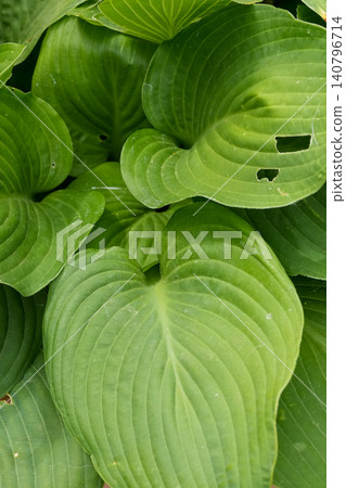 Vibrant Lush Green Hosta Foliage with Distinct Veins, Organic Garden Texture and Natural Growth Pattern 140796714