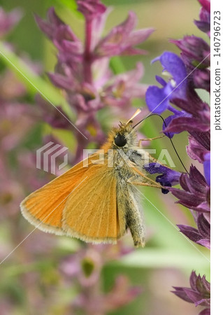 Closeup on a small cute orange Essex or European skipper butterfly Thymelicus lineola hanging onto a blue Sage flower Closeup on a small cute orange Essex or European skipper butterfly Thymelicus lineola hanging onto a blue Sage flower 140796723