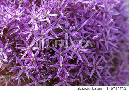 Vibrant Cluster of Purple Onion, Allium Blossoms: Detailed Macro View of Star-Shaped Flowers in Full Bloom During Summer Vibrant Cluster of Purple Onion, Allium Blossoms: Detailed Macro View of Star-Shaped Flowers in Full Bloom During Summer 140796730