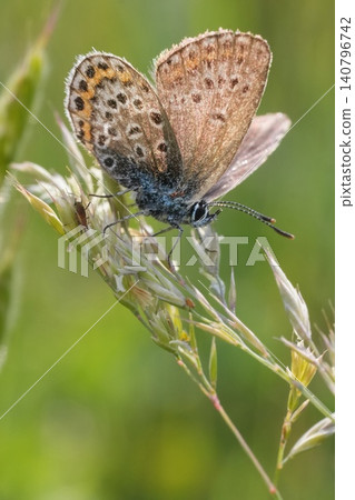 Vertical closeup on a small Silver-studded Blue butterfly, Plebejus argus hanging in brown blurred vegetation Vertical closeup on a small Silver-studded Blue butterfly, Plebejus argus hanging in brown blurred vegetation 140796742