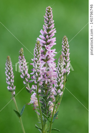 Closeup on the pinkflowers of the small spiked speedwell, Veronica spicata 140796746