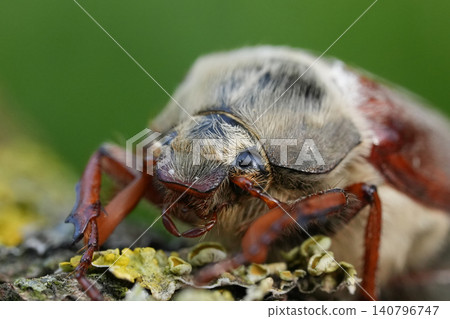 Closeup on a Maybug or May chafer, Melolontha melolontha sitting on wood Closeup on a Maybug or May chafer, Melolontha melolontha sitting on wood 140796747