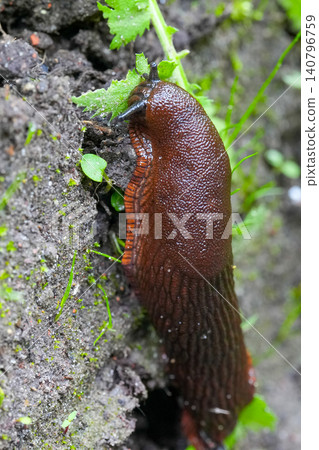 Close-up of a brown slug eating a green leaf on damp soil, macro nature garden pest detail Close-up of a brown slug eating a green leaf on damp soil, macro nature garden pest detail 140796759