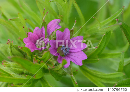 Closeup on a purple flowering, cut-leaved cranesbill , Geranium dissectum Closeup on a purple flowering, cut-leaved cranesbill , Geranium dissectum 140796760