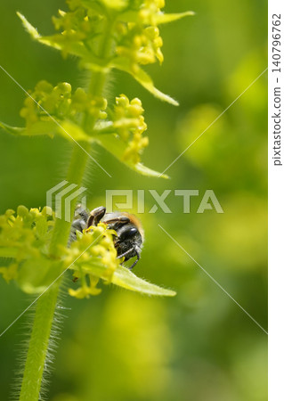 Closeup on a red-tailed mining bee, Andrena haemorrhoa on a yelow flowering Cruciata laevipes Closeup on a red-tailed mining bee, Andrena haemorrhoa on a yelow flowering Cruciata laevipes 140796762
