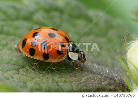 Close-up of a brightly colored Asian ladybug with black spots on a green leaf outdoors in nature Close-up of a brightly colored Asian ladybug with black spots on a green leaf outdoors in nature 140796766