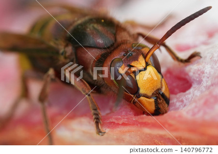 Detailed closeup on a vibrant colored queen European hornet, Vespa crabro feeding on a watermelon in the garden Detailed closeup on a vibrant colored queen European hornet, Vespa crabro feeding on a watermelon in the garden 140796772