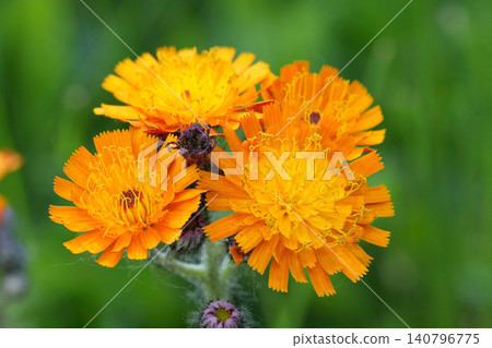 Closeup on a fresh flowering Orange hawkweed, Hieracium aurantiacum against a blurred green background in the garden Closeup on a fresh flowering Orange hawkweed, Hieracium aurantiacum against a blurred green background in the garden 140796775
