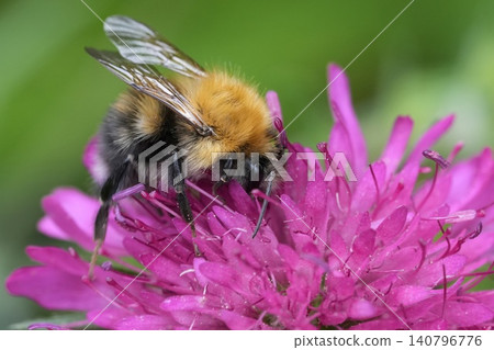 Closeup on a Tree bumblebee, Bombus hypnorum on a dark purple Scabious flower, Knautia macedonica in the garden 140796776