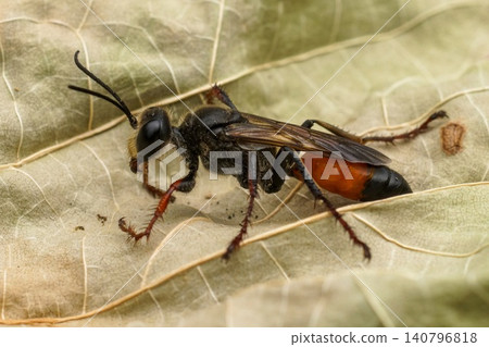 Detailed closeup on the black and red golden digger wasp, Sphex funerarius sitting on a dried leaf Detailed closeup on the black and red golden digger wasp, Sphex funerarius sitting on a dried leaf 140796818