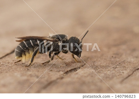 Closeup on a small female Mason bee, Heriades crenulata from Southern France 140796823