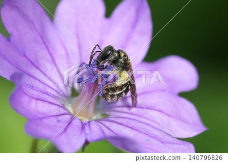 Closeup on a tiny small female White-footed Furrow Bee, Lasioglossum leucopus on purple Geranium flower in the garden Closeup on a tiny small female White-footed Furrow Bee, Lasioglossum leucopus on purple Geranium flower in the garden 140796826