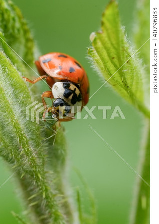 Closeup on a colorful red Asian ladybird , Harmonia axiridis , feeding on an aphid in the garden Closeup on a colorful red Asian ladybird , Harmonia axiridis , feeding on an aphid in the garden 140796833