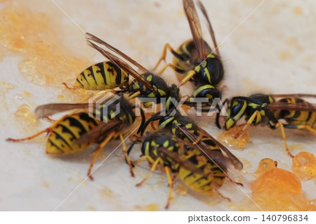 Group of vibrant yellow and black stripe insects gather closely to feed on a sweet, sticky substance Group of vibrant yellow and black stripe insects gather closely to feed on a sweet, sticky substance 140796834