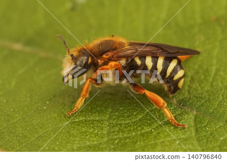 Closeup on the seven-toothed red resin bee, Rhodanthidium septemdentatum in the Gard, France Closeup on the seven-toothed red resin bee, Rhodanthidium septemdentatum in the Gard, France 140796840