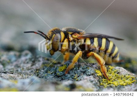 Closeup on a vibrant colored female Grohmann's, Yellow-Resin Bee , Icteranthidium grohmanni sitting weathered wood 140796842