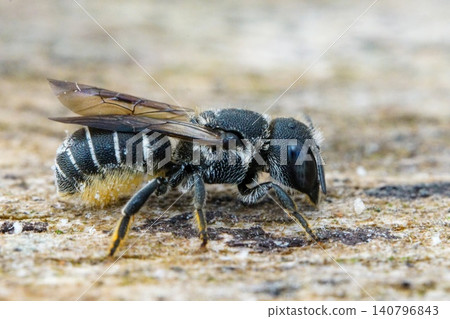 Closeup on a female Mediterranean Crenulate Armoured Resin bee Heriades crenulata on wood Closeup on a female Mediterranean Crenulate Armoured Resin bee Heriades crenulata on wood 140796843