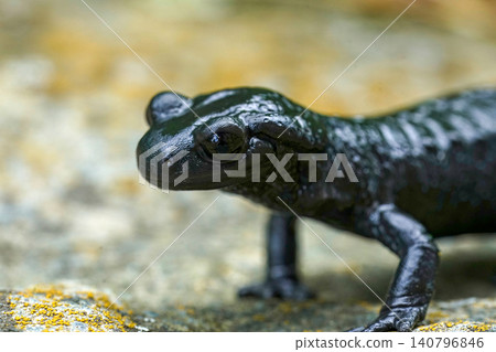 Closeup on the charcoal black Alpine salamander, Salamandra atra in the Austrian Carinthian Alps Closeup on the charcoal black Alpine salamander, Salamandra atra in the Austrian Carinthian Alps 140796846