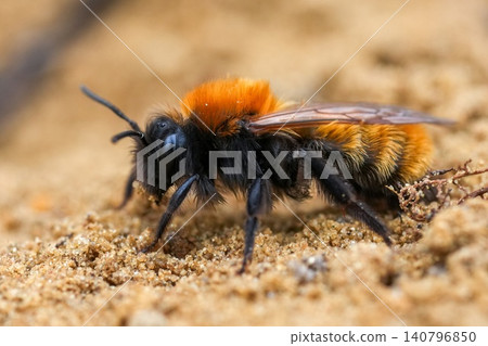 Close-up of a hairy orange and black Tawny mining bee on sand in early spring sunshine, macro image of insect life Close-up of a hairy orange and black Tawny mining bee on sand in early spring sunshine, macro image of insect life 140796850