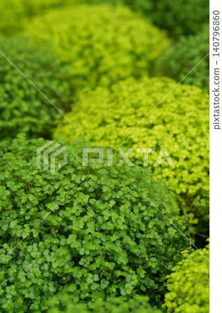 Vibrant green and yellow Soleirolia groundcover plants form a lush, textured natural background, showcasing organic growth Vibrant green and yellow Soleirolia groundcover plants form a lush, textured natural background, showcasing organic growth 140796860
