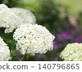White hydrangeas blooming in the flowerbed 140796865