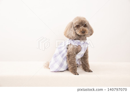 A toy poodle in a white outfit against a white background. A toy poodle in a white outfit against a white background. 140797070