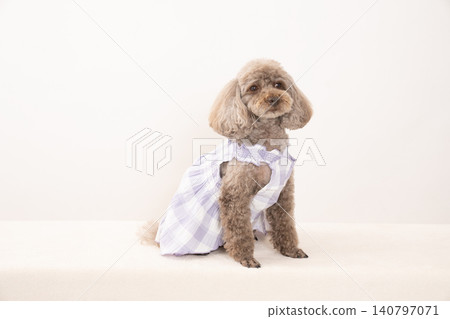 A toy poodle in a white outfit against a white background. A toy poodle in a white outfit against a white background. 140797071
